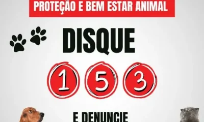 disque-153-e-denuncie-maus-tratos-contra-os-animais-–-secretaria-municipal-de-bem-estar-animnal