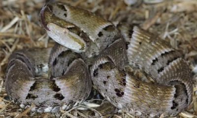 cinco-mortes-por-picadas-de-animais-peconhentos-sao-confirmadas-no-tocantins-em-2024