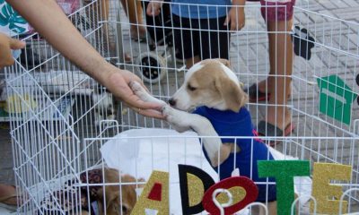 evento-na-aleto-reune-pets-para-adocao-e-acoes-de-saude-animal-com-foco-na-conscientizacao