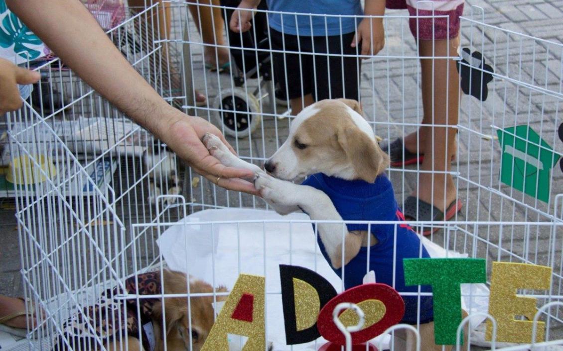 evento-na-aleto-reune-pets-para-adocao-e-acoes-de-saude-animal-com-foco-na-conscientizacao