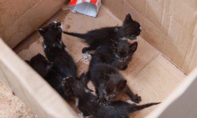 guarda-metropolitana-de-palmas-resgata-filhotes-de-gatos-abandonados-na-regiao-sul-da-capital