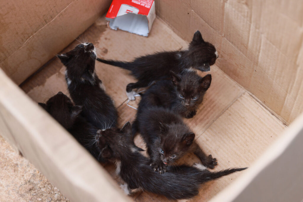 guarda-metropolitana-de-palmas-resgata-filhotes-de-gatos-abandonados-na-regiao-sul-da-capital