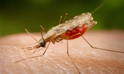 tocantins-reforca-alerta-para-prevencao-da-malaria-no-dia-mundial-de-combate-a-doenca