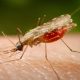 tocantins-reforca-alerta-para-prevencao-da-malaria-no-dia-mundial-de-combate-a-doenca