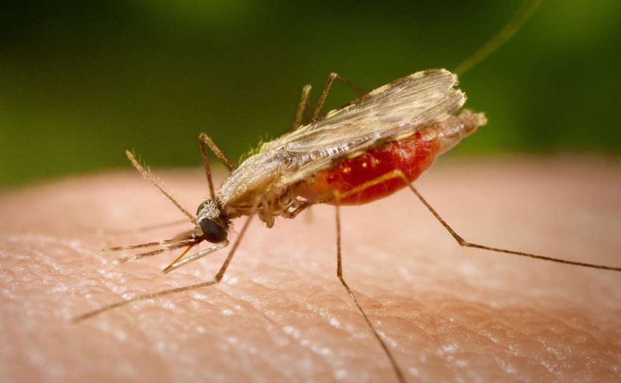 tocantins-reforca-alerta-para-prevencao-da-malaria-no-dia-mundial-de-combate-a-doenca