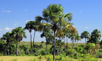 tocantins-registra-aumento-de-118%-nos-focos-de-incendio-em-uma-semana,-aponta-boletim-da-semarh
