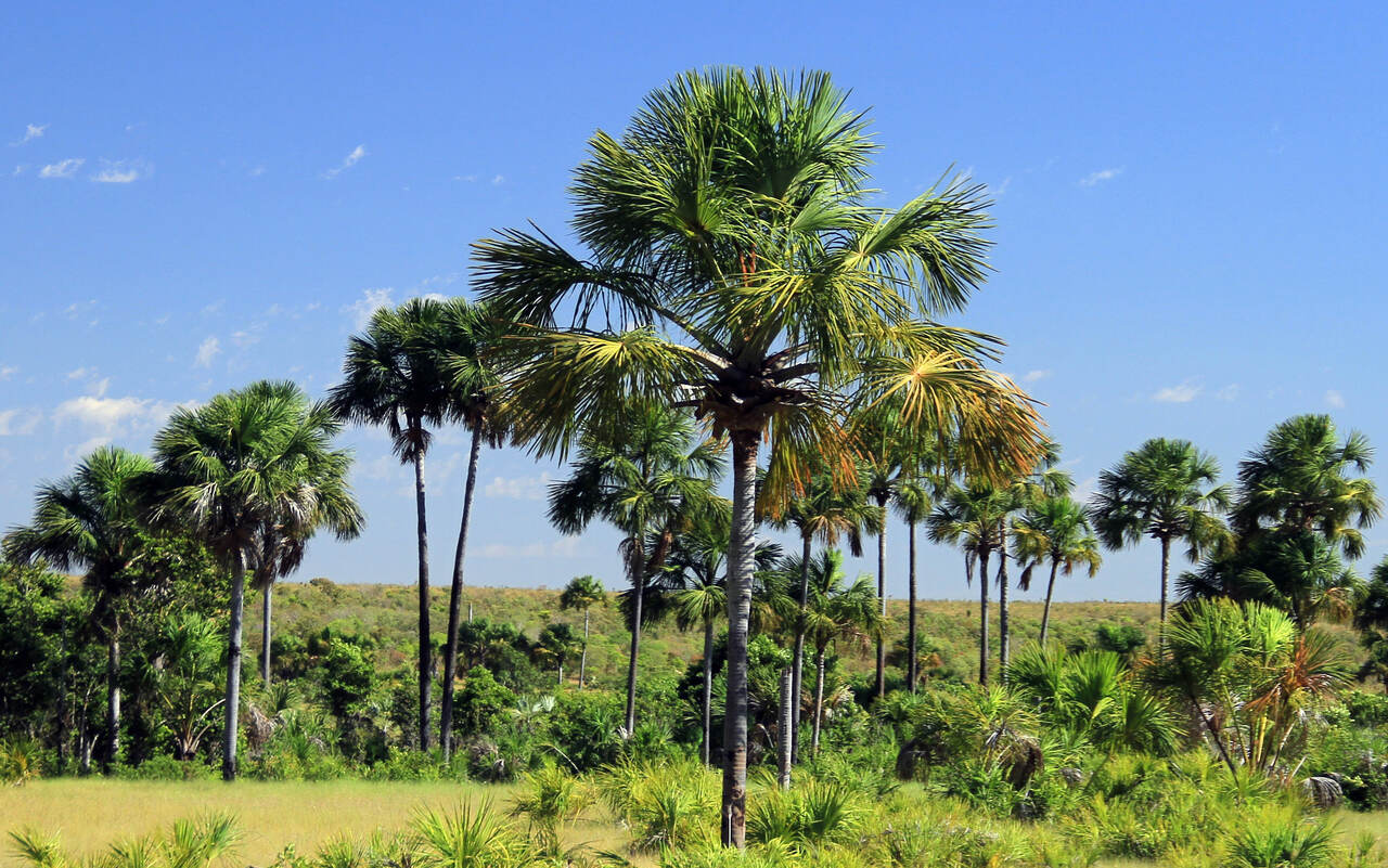 tocantins-registra-aumento-de-118%-nos-focos-de-incendio-em-uma-semana,-aponta-boletim-da-semarh