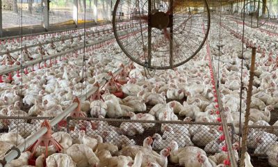 tocantins-descarta-gripe-aviaria-e-animais-seguem-livres-de-doencas