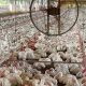 tocantins-descarta-gripe-aviaria-e-animais-seguem-livres-de-doencas