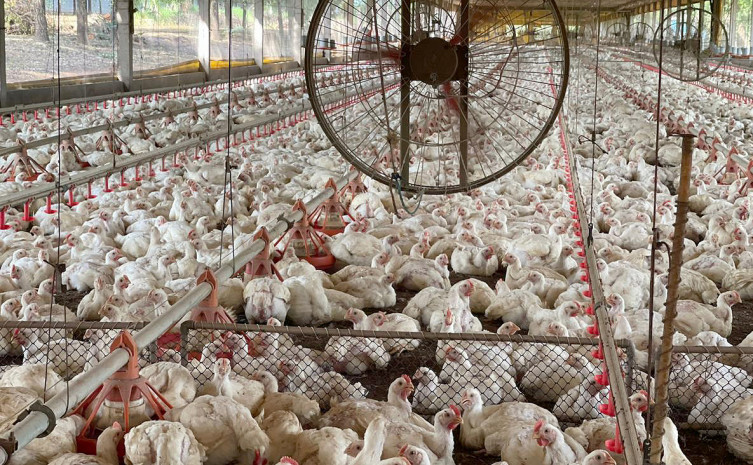 tocantins-descarta-gripe-aviaria-e-animais-seguem-livres-de-doencas