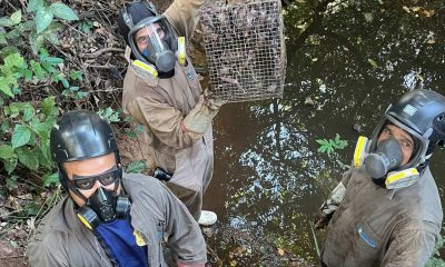 com-foco-em-prevencao-da-raiva,-tocantins-intensifica-controle-de-morcegos-hematofagos