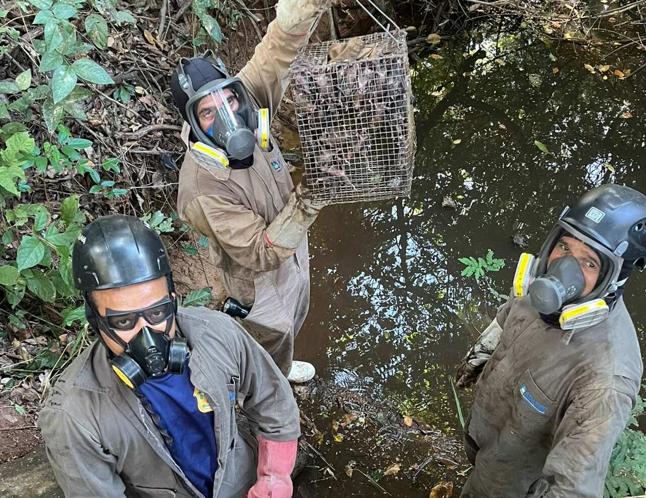 com-foco-em-prevencao-da-raiva,-tocantins-intensifica-controle-de-morcegos-hematofagos