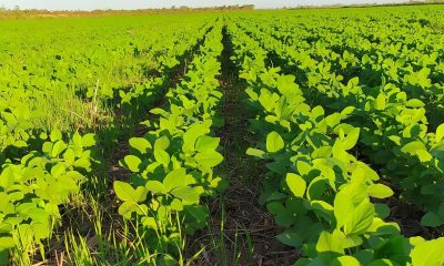 governo-do-tocantins-prorroga-prazo-para-plantio-de-soja-em-varzeas-tropicais-ate-6-de-junho