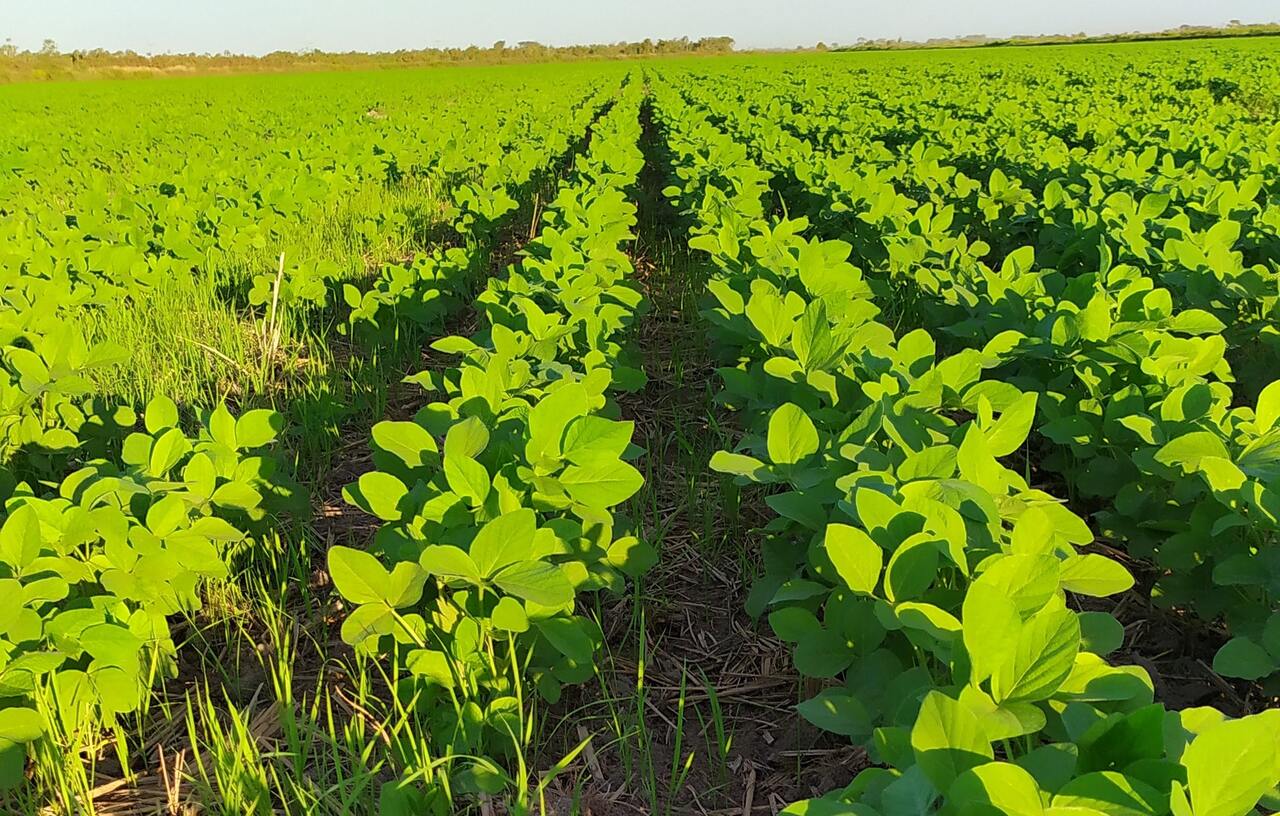 governo-do-tocantins-prorroga-prazo-para-plantio-de-soja-em-varzeas-tropicais-ate-6-de-junho