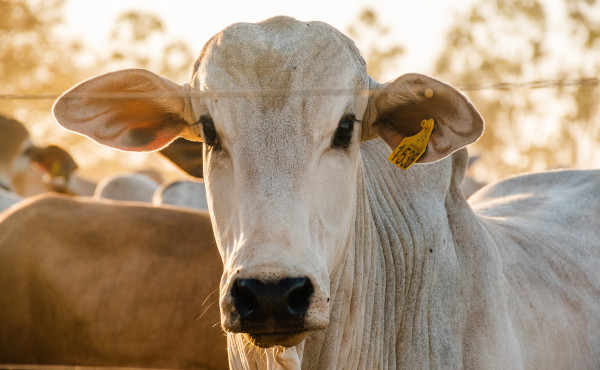 tocantins-alcanca-indice-de-95,6%-de-propriedades-declaradas-na-campanha-de-informacoes-pecuarias
