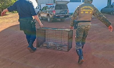 guarda-metropolitana-ambiental-de-palmas-resgata-filhote-de-veado-ferido