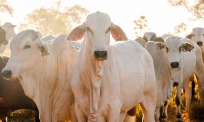 tocantins-bate-recorde-no-abate-de-bovinos-e-na-producao-de-ovos-no-1o-trimestre-de-2025