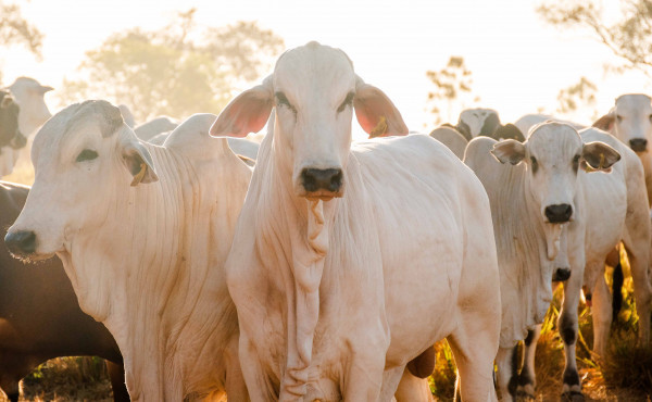 tocantins-bate-recorde-no-abate-de-bovinos-e-na-producao-de-ovos-no-1o-trimestre-de-2025