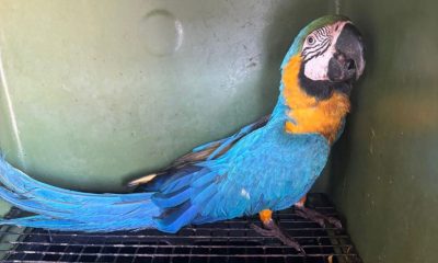 guarda-metropolitana-de-palmas-resgata-arara-caninde-ferida