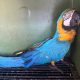 guarda-metropolitana-de-palmas-resgata-arara-caninde-ferida