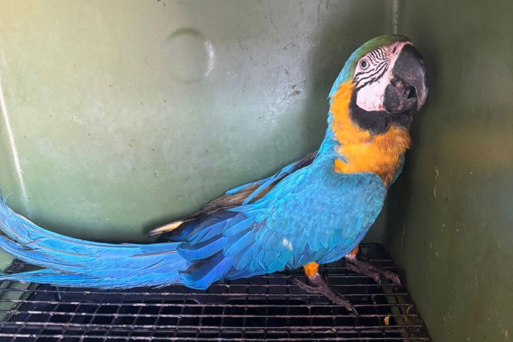 guarda-metropolitana-de-palmas-resgata-arara-caninde-ferida