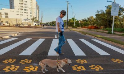 prefeitura-de-palmas-alerta-sobre-cuidados-com-animais-de-estimacao-no-verao