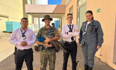 guarda-metropolitana-de-palmas-resgata-pavao-em-shopping-da-capital