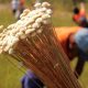 naturatins-realiza-emissao-de-licenca-de-manejo-do-capim-dourado-e-do-buriti-ate-31-de-julho