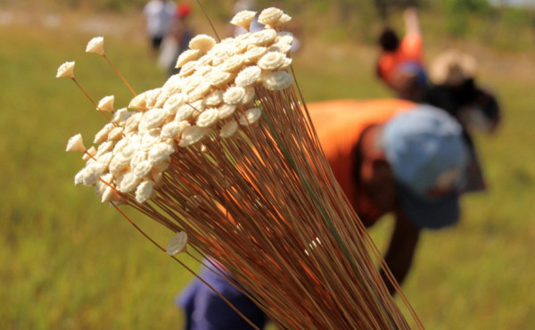 naturatins-realiza-emissao-de-licenca-de-manejo-do-capim-dourado-e-do-buriti-ate-31-de-julho