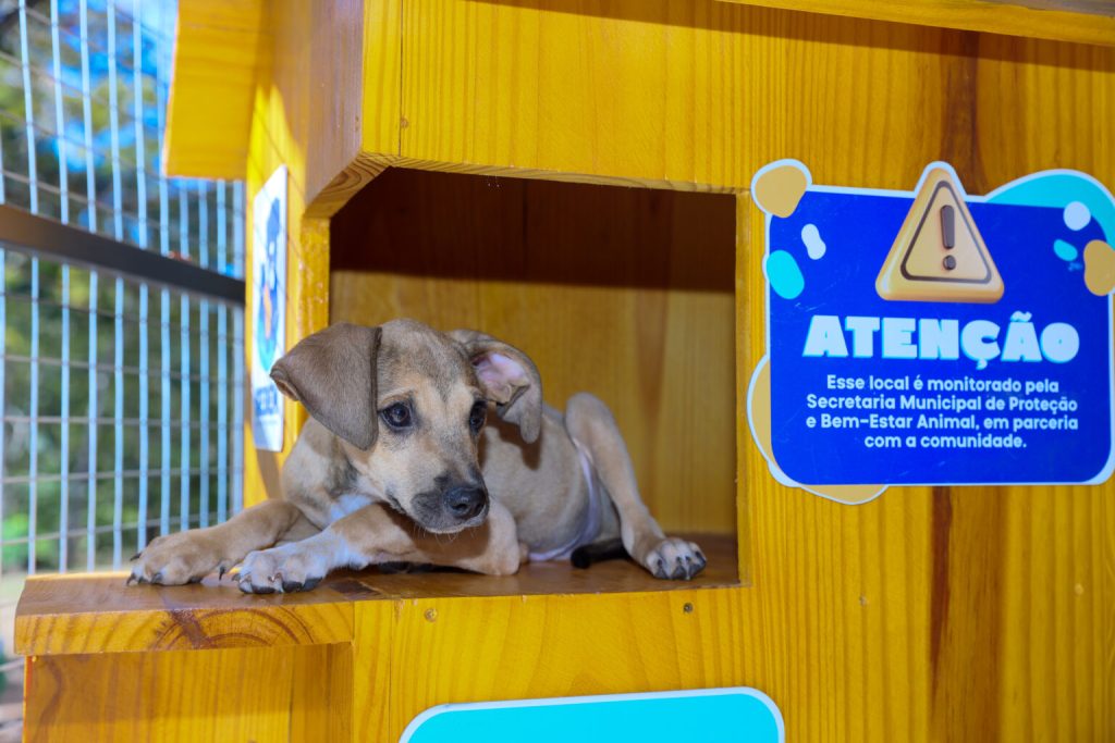 prefeitura-de-palmas-realiza-feirinha-de-adocao-de-filhotes-no-capim-dourado-shopping