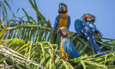 prefeitura-de-palmas-destaca-especies-em-periodo-reprodutivo-no-cerrado