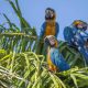 prefeitura-de-palmas-destaca-especies-em-periodo-reprodutivo-no-cerrado