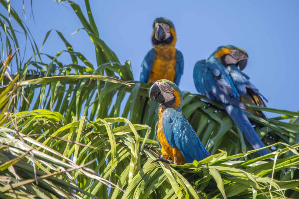 prefeitura-de-palmas-destaca-especies-em-periodo-reprodutivo-no-cerrado
