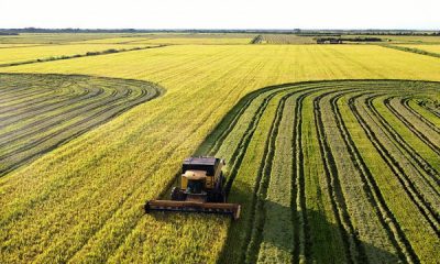 tocantins-se-consolida-como-terceiro-maior-produtor-de-arroz-do-brasil