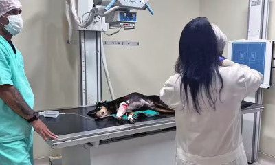 cao-e-baleado-apos-ser-‘jurado-de-morte’-por-traficantes