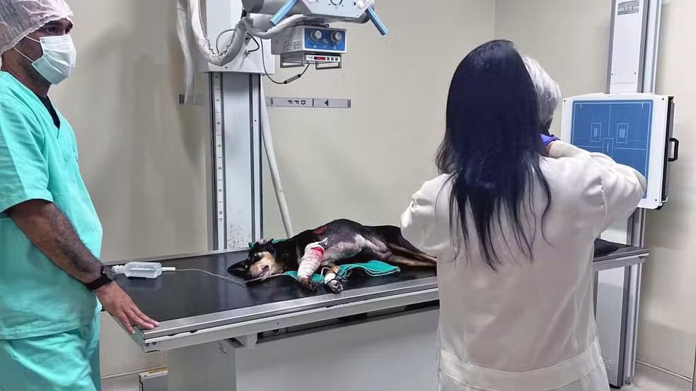 cao-e-baleado-apos-ser-‘jurado-de-morte’-por-traficantes