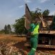 prefeitura-de-palmas-recolhe-cerca-de-19-mil-toneladas-de-galhadas