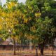 saiba-como-solicitar-autorizacao-para-realizar-poda-ou-retirada-de-arvores-em-palmas