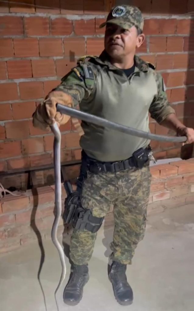 guarda-ambiental-recolhe-cobra-em-residencia-no-morada-do-sol-i