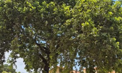 moradores-protestam-contra-corte-de-pequizeiro-simbolo-de-santa-rosa-do-tocantins