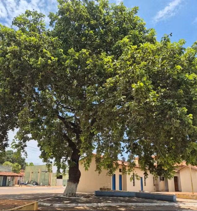 moradores-protestam-contra-corte-de-pequizeiro-simbolo-de-santa-rosa-do-tocantins