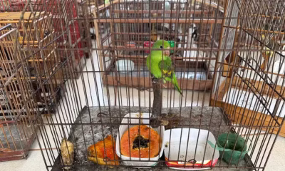 operacao-passaro-livre-resgata-133-aves-mantidas-ilegalmente-em-criadouros-no-bico-do-papagaio