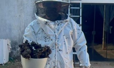 guarda-metropolitana-ambiental-remove-colmeia-de-abelhas-em-residencia-na-zona-rural-de-palmas