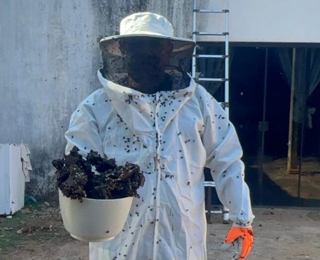 guarda-metropolitana-ambiental-remove-colmeia-de-abelhas-em-residencia-na-zona-rural-de-palmas
