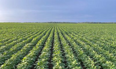tocantins-inicia-safra-2025/26-com-boas-perspectivas-e-avancos-tecnologicos-no-campo