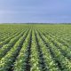 tocantins-inicia-safra-2025/26-com-boas-perspectivas-e-avancos-tecnologicos-no-campo