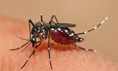 tocantins-confirma-duas-mortes-por-dengue-em-2025;-casos-caem-81%-em-relacao-ao-ano-anterior