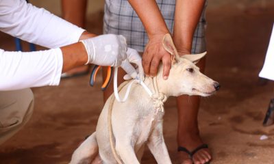 saude-de-palmas-faz-troca-de-coleiras-repelentes-em-caes-para-prevenir-leishmaniose-visceral