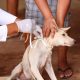 saude-de-palmas-faz-troca-de-coleiras-repelentes-em-caes-para-prevenir-leishmaniose-visceral