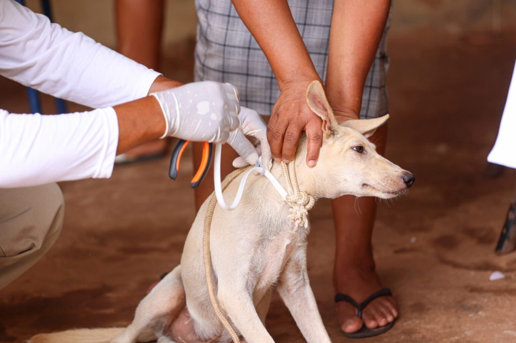 saude-de-palmas-faz-troca-de-coleiras-repelentes-em-caes-para-prevenir-leishmaniose-visceral